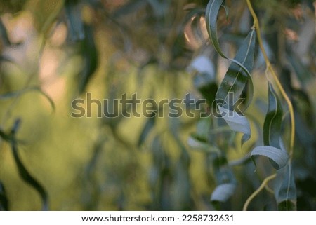 green texture, bright green background from leaves of long leaves of willow branches, twisted green willow branches close-up, green tree background, curved trunk, branches and twisted narrow leaves, 
