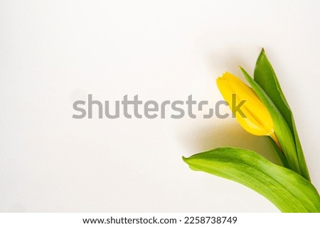 spring flowers yellow tulips 