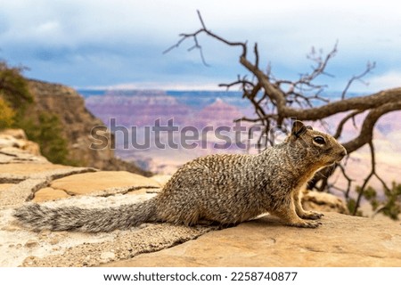 Squirrel at Grand Canyon National Park in a sunny day, Arizona, USA