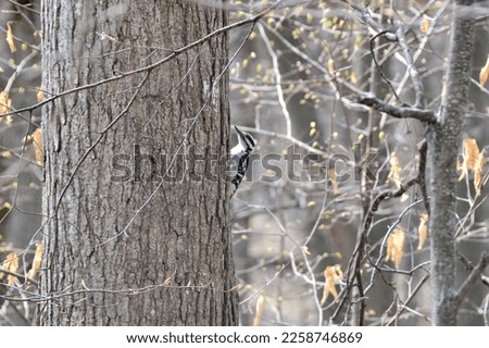 Hairy Woodpecker (Dryobates villosus) perched on tree along hiking trail at Copeland Forest during Spring