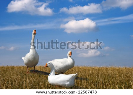 Three white geese