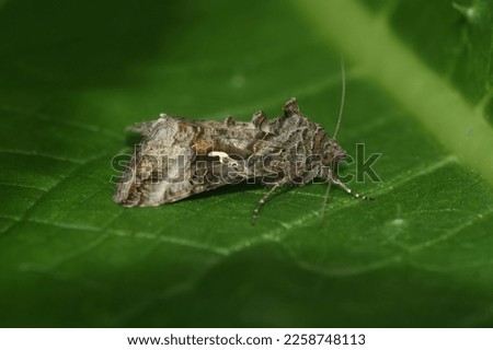 Natural closeup on the Silver Y owlet moth, Autographa gamma on a green leaf Royalty-Free Stock Photo #2258748113