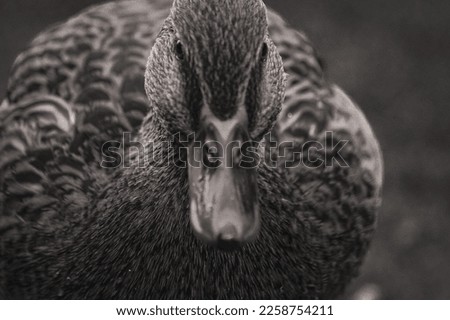 Close up of a female mallard duck in black and white 