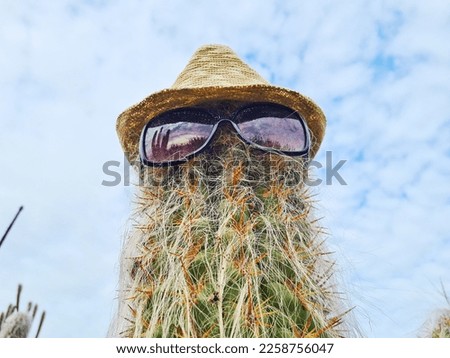 Cool Cactus With Sunglasses and Hat