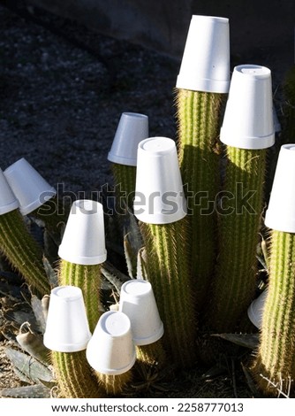 Amusing, but common, use of styrofoam cups to protect cactus tips in landscape plants from winter freeze damage in Arizona.   Royalty-Free Stock Photo #2258777013