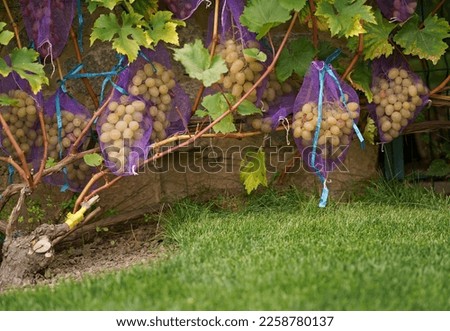 Close-up of grapes hanging from a branch in a vineyard. Sweet and delicious bunch of grapes on the vine. Green grapes on the vine. A branch of grapes is ready for harvest. Selective focus.