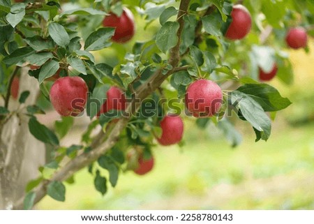 Apple tree branch with several apples, fruits on a summer morning in the garden