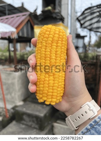 Half Yellow corn for breakfast