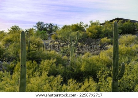 Row of tall saguaro cactuses in the cliffs of the senora desert in arizona wilderness with visible moutains and trees. Late in the afternoon in the dry season with natural grasses and shrubs.