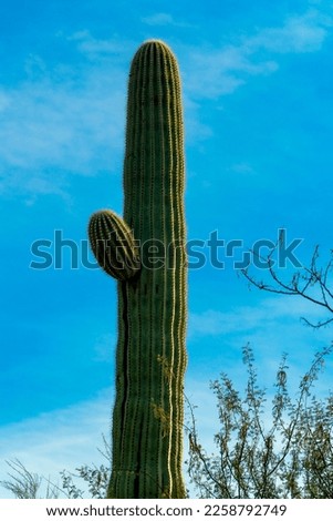 Tall stalk of the saguaro cactus in the hills of sonora desert with native trees and whispy white blu sky background. Late afternoon in shade with visible spikes and cactus growths on side of plant.