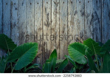 Creative tropical layout. Tropical plants on a wooden background with copy space. 