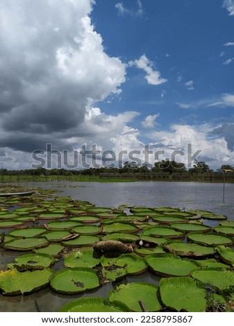 Water Lilly garden on lake. Photo taken on hot summer day, with blue sky and rain clouds, in an Amazon and Tapajós Rivers canal (Jari) in Pará, Brazil. This is Dulce de Oliveira's house.