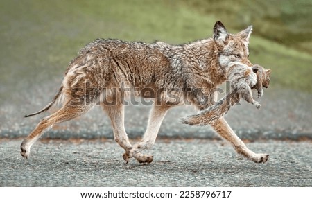 Coyote with Squirrel running into the forest Royalty-Free Stock Photo #2258796717