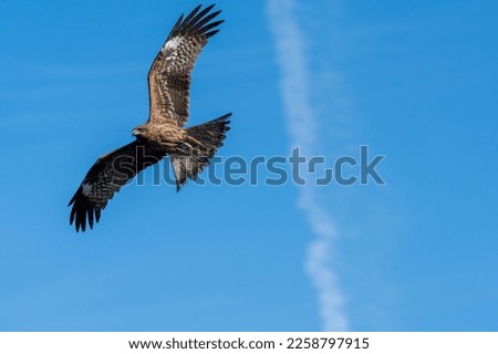 Pictures of birds flying in the blue sky