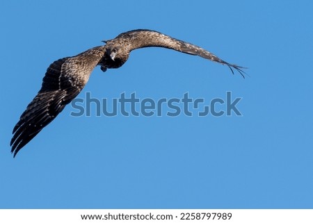 Pictures of birds flying in the blue sky