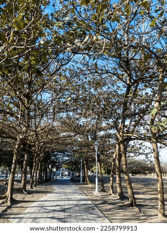 avenue of trees in the park in sunny