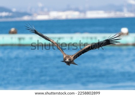 Pictures of birds flying over the sea