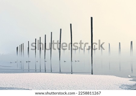 Geese swim on the calm water in a winter foggy landscape photo and pilings standing in the Pend Oreille River in northeast Washington state.