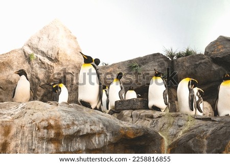 Penguins hanging out at the zoo