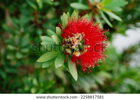 Macro picture of Red Bottlebrush (Callistemon Citrinus) tree and flower in winter of Florida