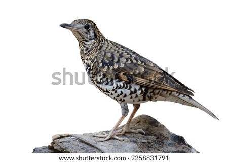 exotic bird with camouflage in tiger livery proundly standing on old timber isolated on white background, white's thrush (zoothera aurea) Royalty-Free Stock Photo #2258831791