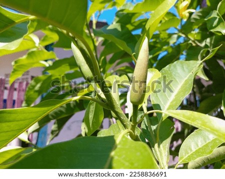 flowers with green leaf background.