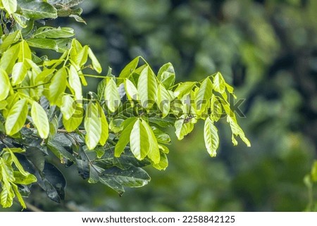The tops of the rambutan tree branches with wide leaves are fresh green, the background is blurry green leaves