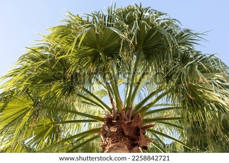 Palm tree against the blue sky. nature in the tropics
