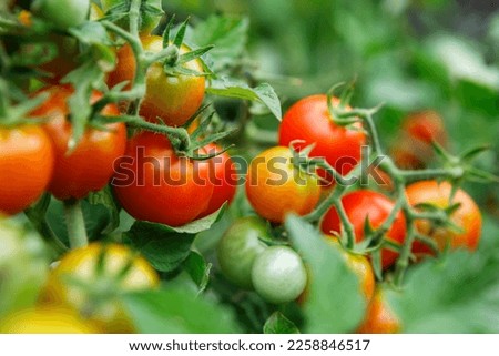 Close up of clusters of organically homegrown cherry tomatoes at various stages of ripening growing in a container in a kitchen garden