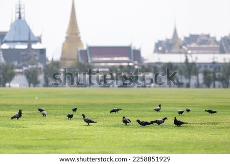 A flock of pigeons in the grass that Thai people call Sanam Luang. Sanam Luang is a large public square beside the Grand Palace.