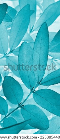 Light vegetable vertical background from honeysuckle leaves. Turquoise mobile phone wallpaper from foliage of fruit bush. Abstract nature plant backdrop. Beautiful plants pattern. Leaf texture