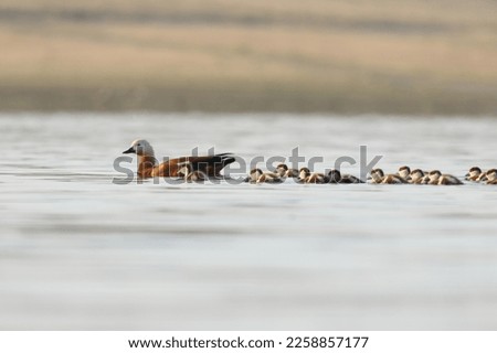 walking with her cubs in the lake Tadorna ferruginea