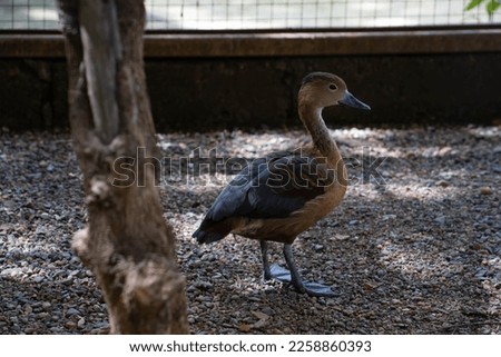 a duck in a cage, picture taken in the afternoon