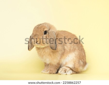 Side view of orange cute baby holland lop rabbit sittiing on yellow pastel background. Lovely action of young rabbit. Royalty-Free Stock Photo #2258862257