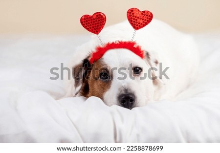 Cute little dog lying on the bed with hearts on his head. Valentine's Day concept.