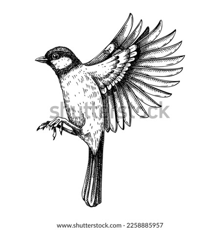 Great tit  vector sketch. Hand drawn wildlife illustration in engraved style. Passerine bird isolated on white background. Black and white flying  tit drawing for print, poster, card, cover.