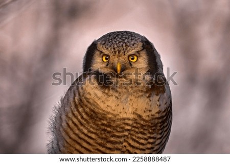 Hawk owl, Surnia ulula, hidden in pine tree. Hawk owl pink violet twilight night. Winter wildlife in Sweden. Twilight sunset with cute owl with yellow eyes. Hawk owl on the old tree trunk. 