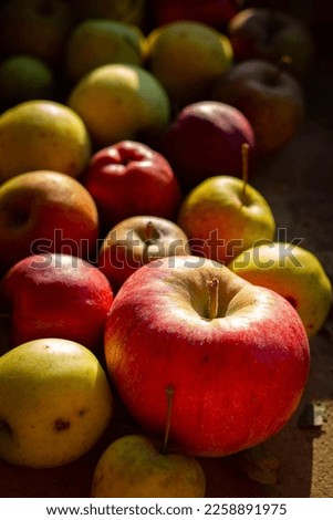Harvested apples for making jam or other farm products.