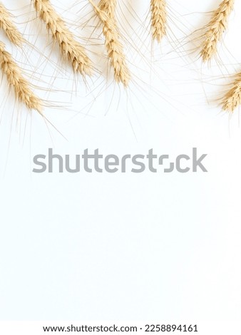 A card invitation template of the wheat ears on the white background. Harvest, bread and bakery background template to write your own text. Ukrainian wheat.