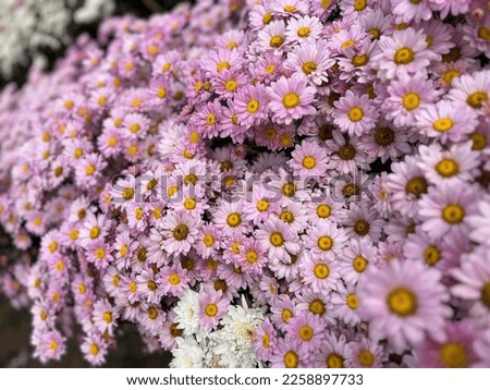 close up of pink chrysanthemums flowers, selective focus