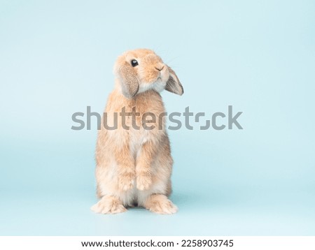 Front view of orange cute baby holland lop rabbit standing on pastel green background. Lovely action of young rabbit.