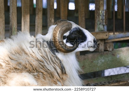 Priangan sheep sitting on a farm, picture taken during the day
