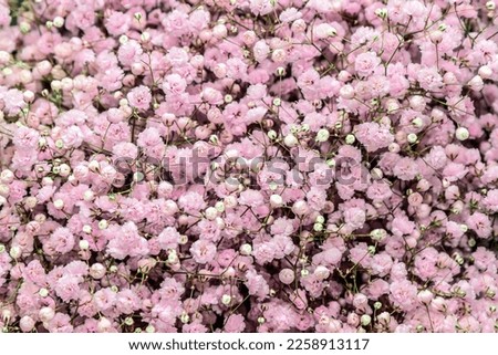 Pink gypsophila flowers as background Royalty-Free Stock Photo #2258913117