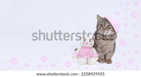 Baby Cat on a white background. Small Kitten in a pink knitted hat sits next to a toy pink Cat. Cat posing at camera. Web-banner copy space. Valentine's day. Flowers around a Cat. Love concept