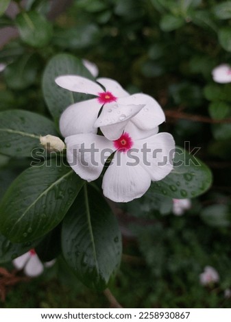 White periwinkle  Chataranthus roseus  Flower 