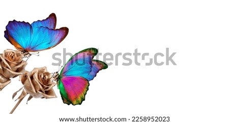 colorful tropical morpho butterfies on a gold roses isolated on white. copy space