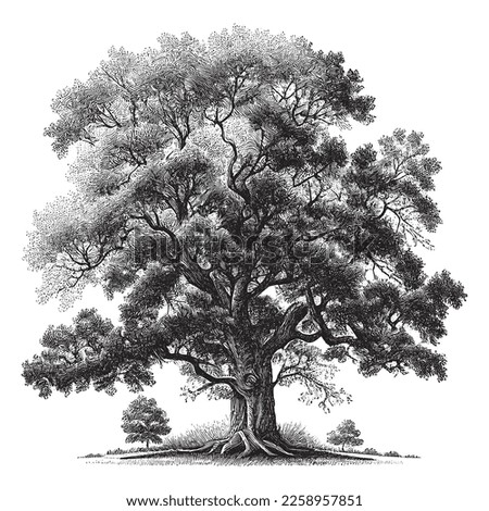 Hand Drawn Engraving Pen and Ink Old Oak Tree Vintage Vector Illustration Royalty-Free Stock Photo #2258957851