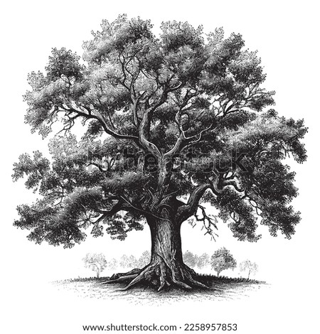 Hand Drawn Engraving Pen and Ink Old Oak Tree Vintage Vector Illustration Royalty-Free Stock Photo #2258957853