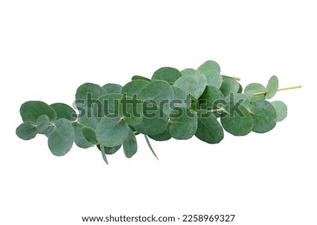 Set of green eucalyptus leaves  isolated on white background with clipping path. Full Depth of field. Focus stacking