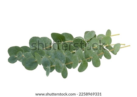 Set of green eucalyptus leaves  isolated on white background with clipping path. Full Depth of field. Focus stacking